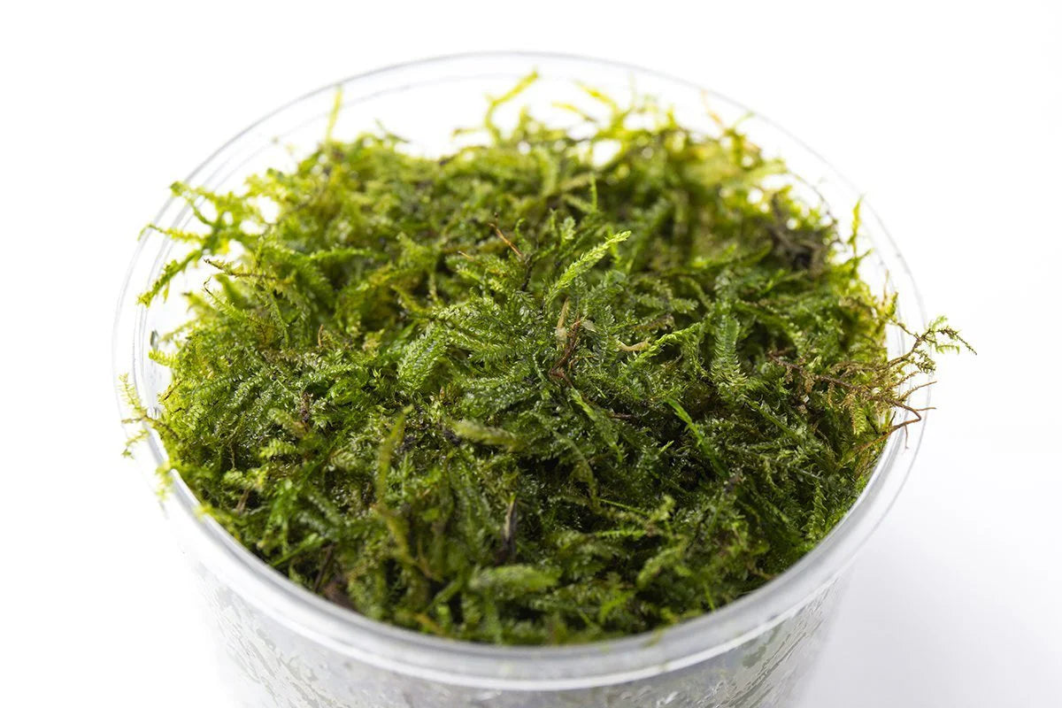 Java Moss