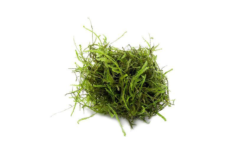 Aquatic Java Moss