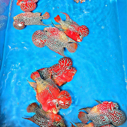King Kamfa 2 Tone Flowerhorn Cichlid | High Grade | Grower Pick
