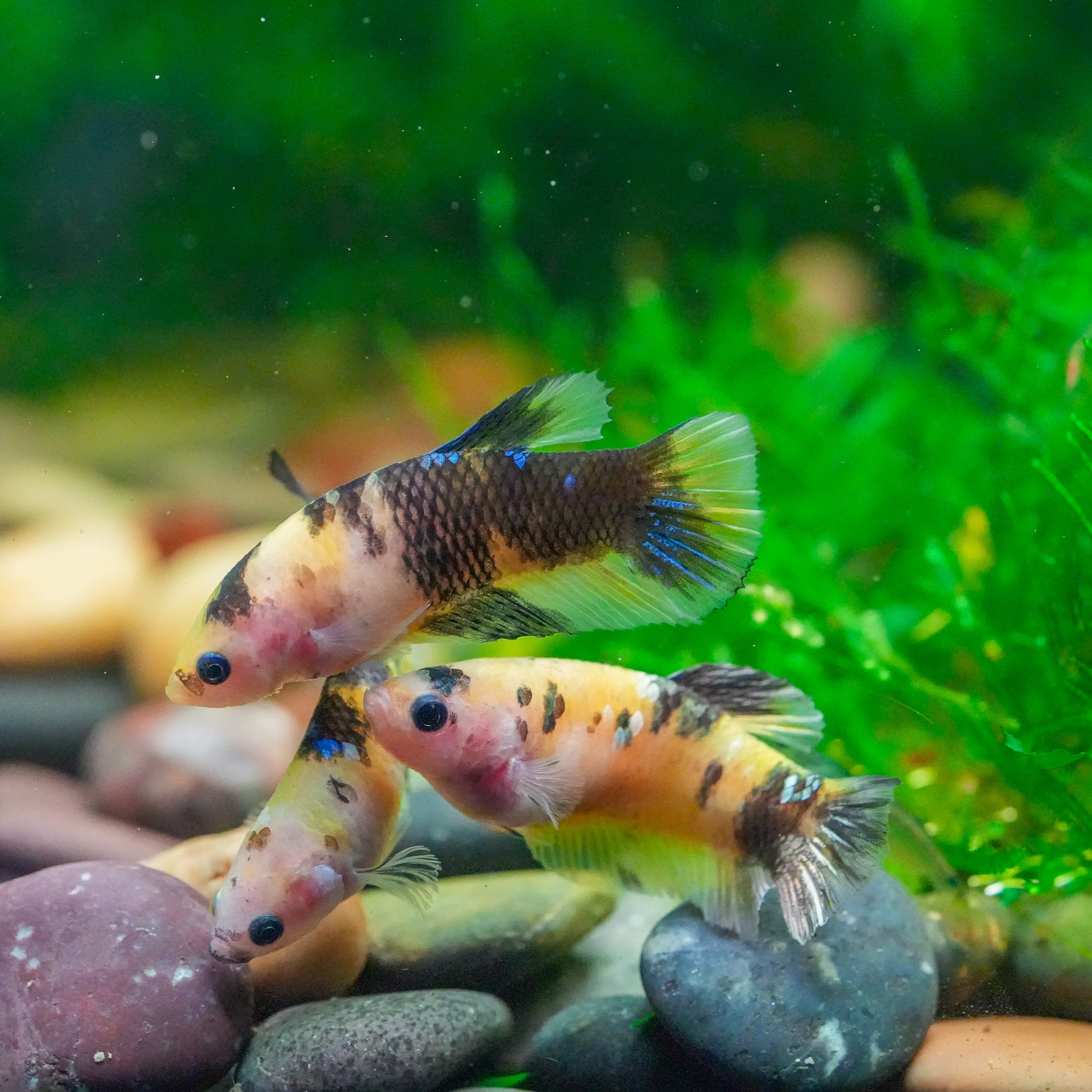 Koi Yellow Copper Black Base Female Betta Fish