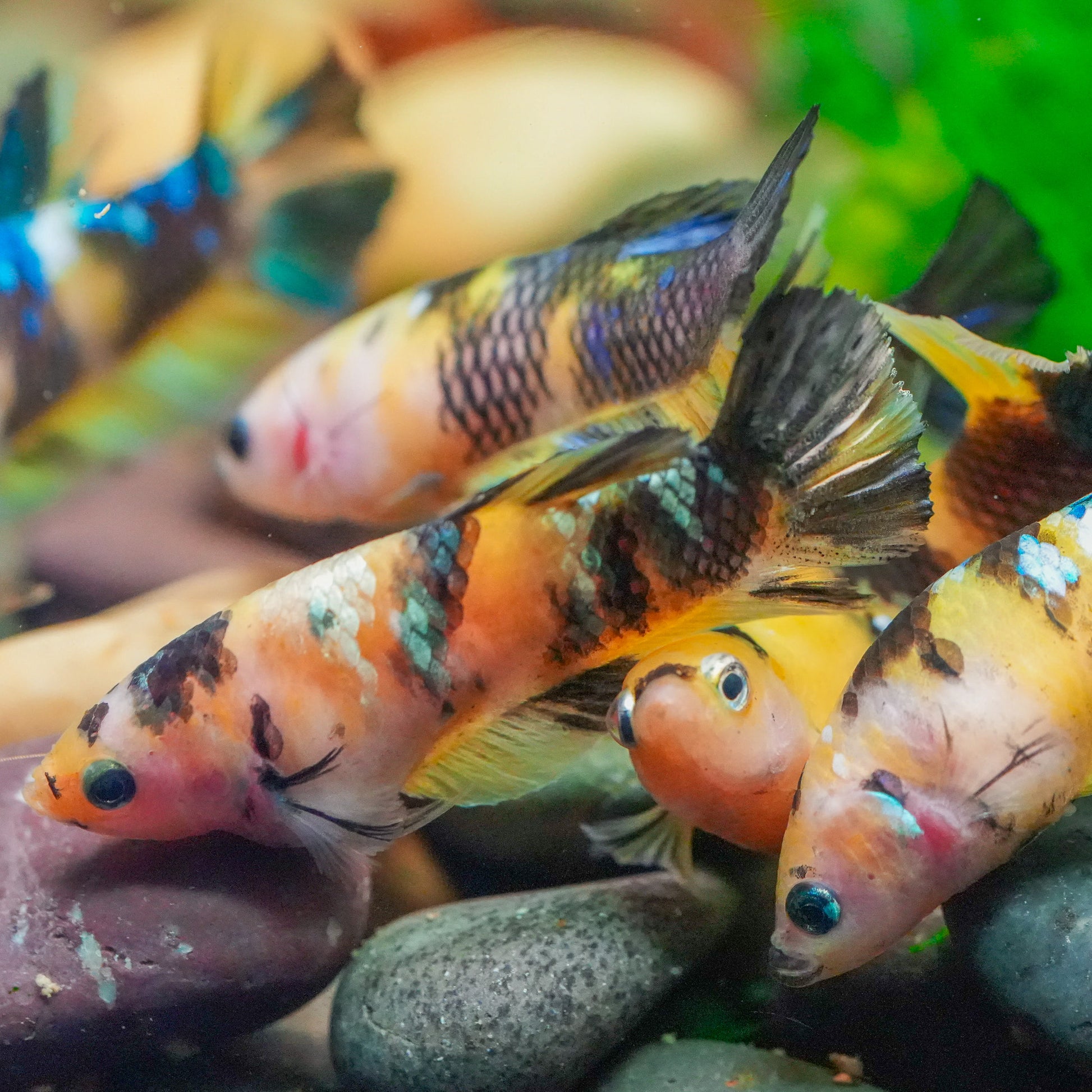 Koi Yellow Copper Black Base Female Betta Fish