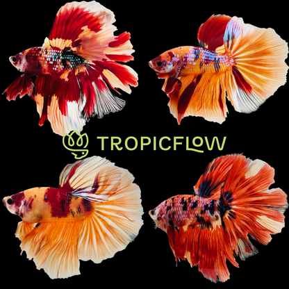 Koi Nemo Halfmoon Male Betta Fish | Buy 4 Get 1 Free | Mystery Betta