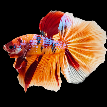 Koi Nemo Halfmoon Male Betta Fish | Buy 4 Get 1 Free | Mystery Betta