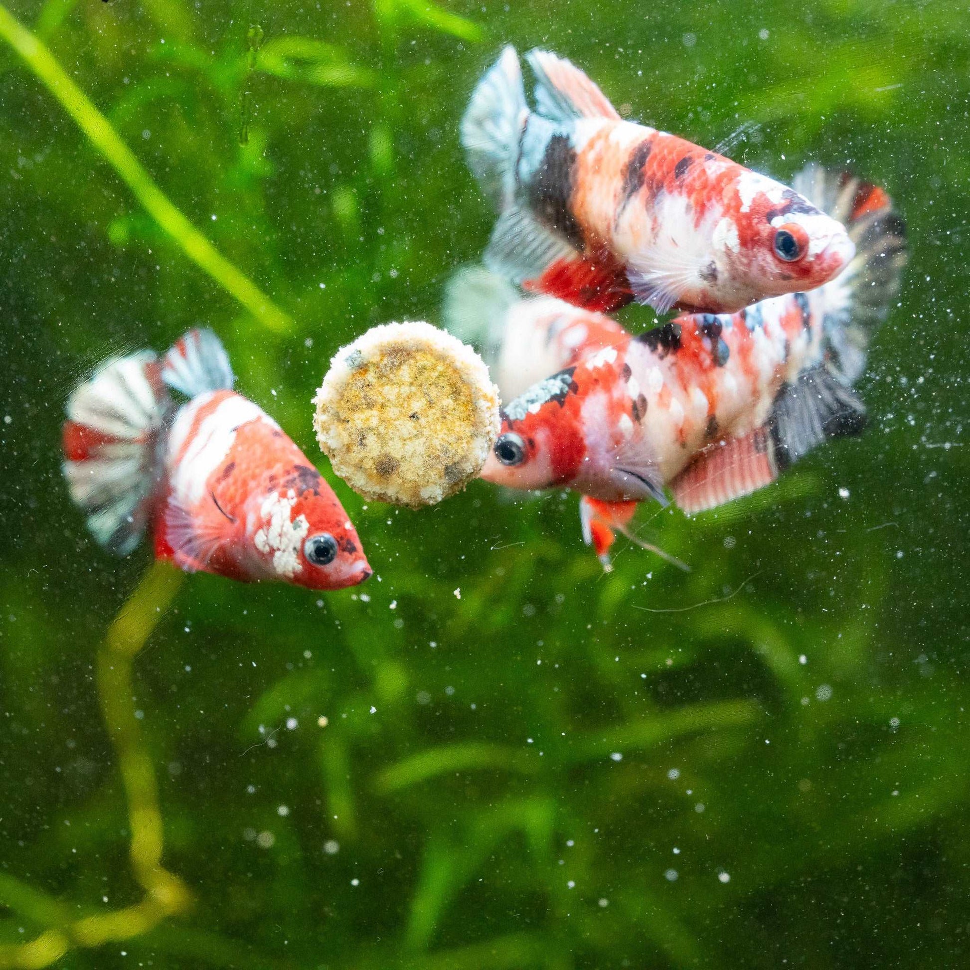 Koi Red Copper Female Betta Fish