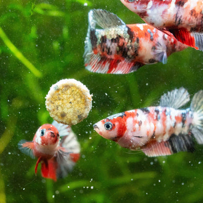 Koi Red Copper Female Betta Fish