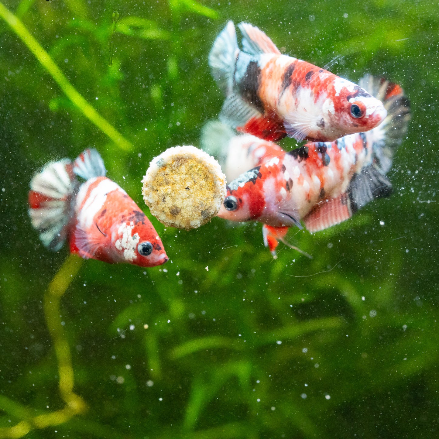 Nemo Halfmoon Female Betta Fish