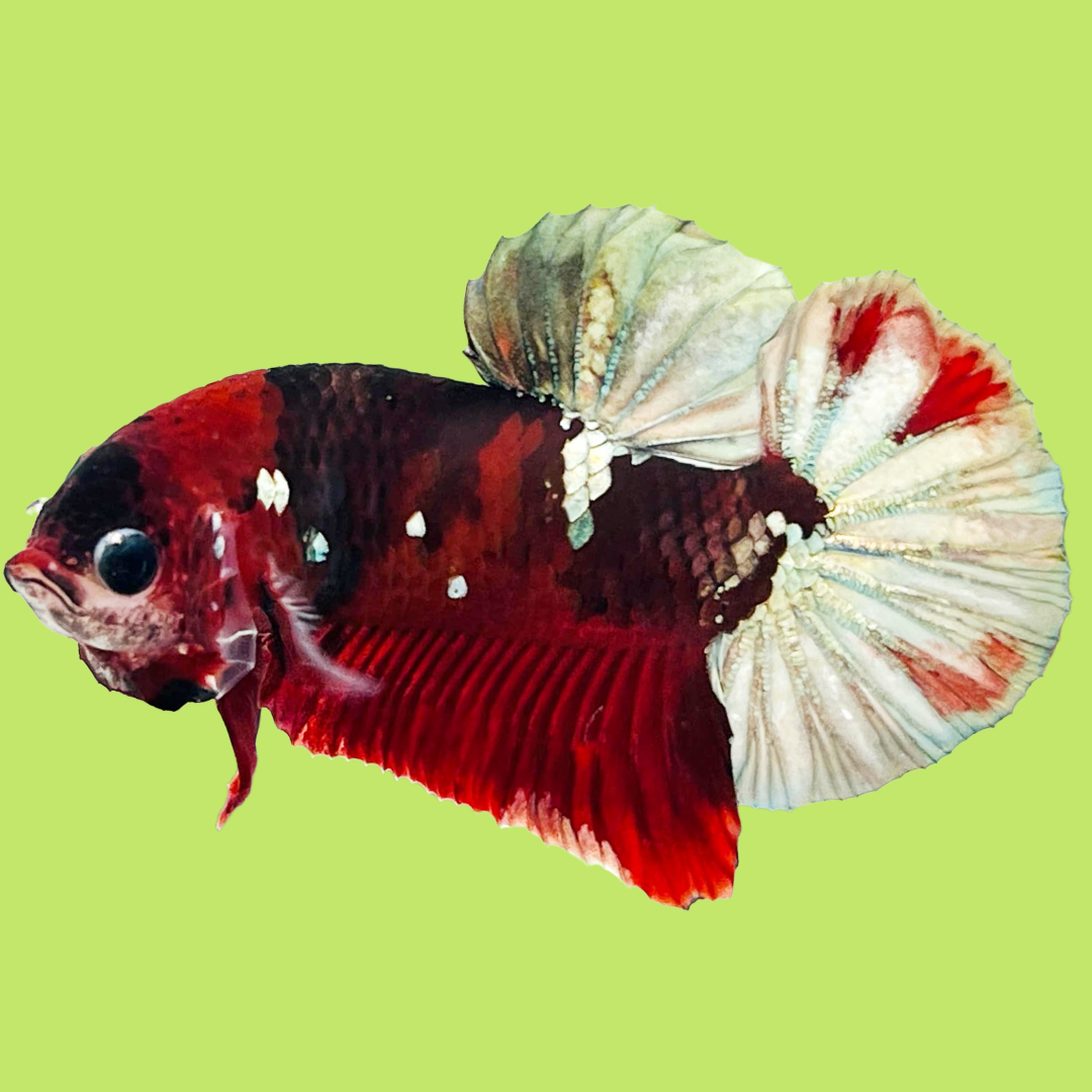 Koi Red Copper Male Betta Fish High Grade | Mystery Betta