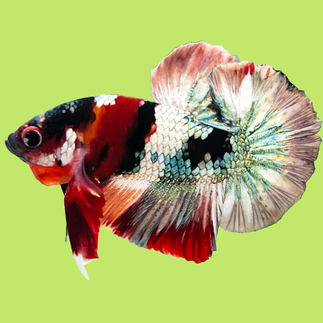 Koi Red Copper Male Betta Fish High Grade | Mystery Betta