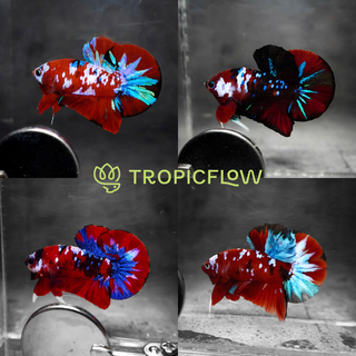 Koi Red Galaxy Betta Fish
