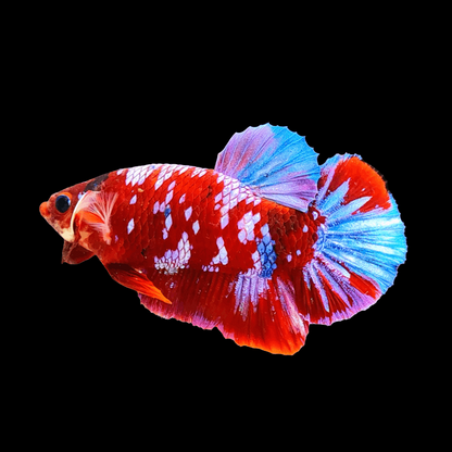 Koi Red Galaxy Male Betta Fish High Grade | Buy 4 Get 1 Free | Mystery Betta