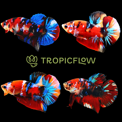 Koi Red Galaxy Black Base Male Betta Fish | Buy 4 Get 1 Free | Mystery Betta