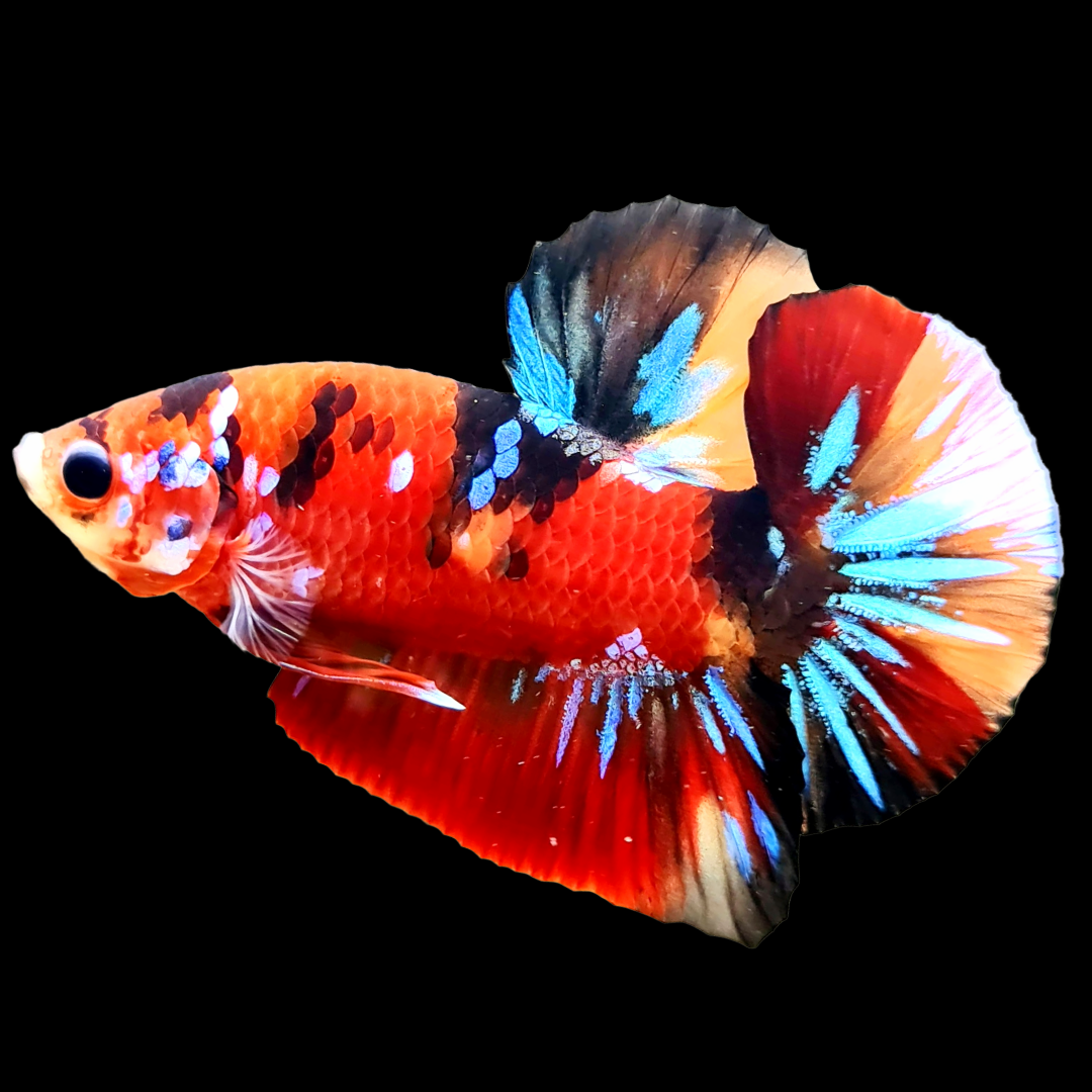 Koi Red Galaxy Black Base Male Betta Fish | Buy 4 Get 1 Free | Mystery Betta