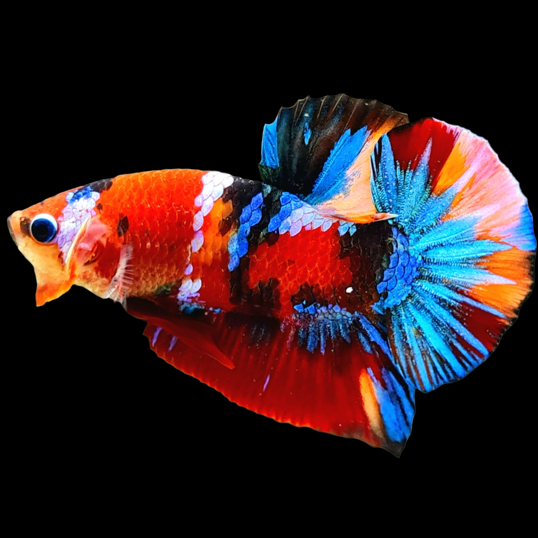 Koi Red Galaxy Black Base Male Betta Fish | Buy 4 Get 1 Free | Mystery Betta