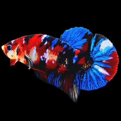 Koi Red Galaxy Black Base Male Betta Fish | Buy 4 Get 1 Free | Mystery Betta