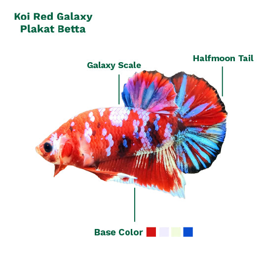 Koi Red Galaxy Male Betta Fish High Grade | Buy 4 Get 1 Free | Mystery Betta