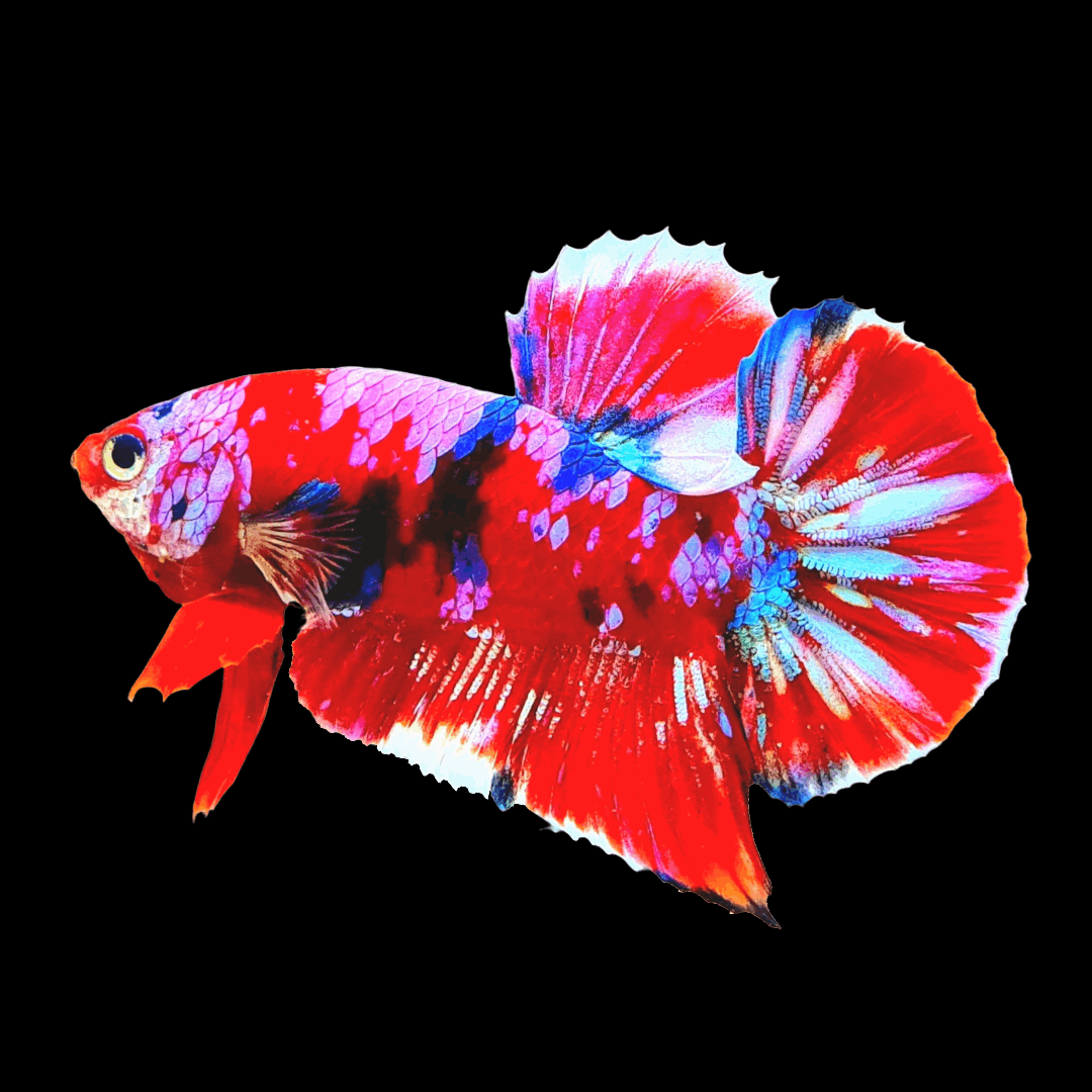 Koi Red Galaxy Male Betta Fish High Grade | Buy 4 Get 1 Free | Mystery Betta