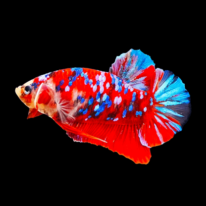 Koi Red Galaxy Male Betta Fish High Grade | Buy 4 Get 1 Free | Mystery Betta