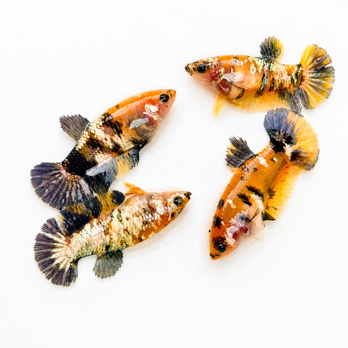 Koi Yellow Copper Plakat Female Betta Fish