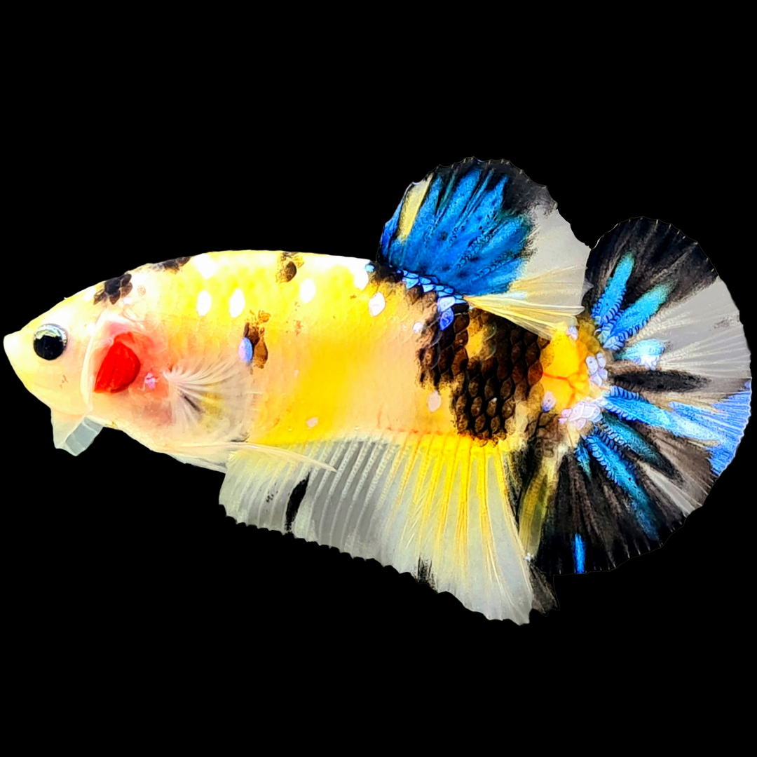 Koi Yellow Galaxy Male Plakat Betta Fish | Mid Grade | Mystery Betta