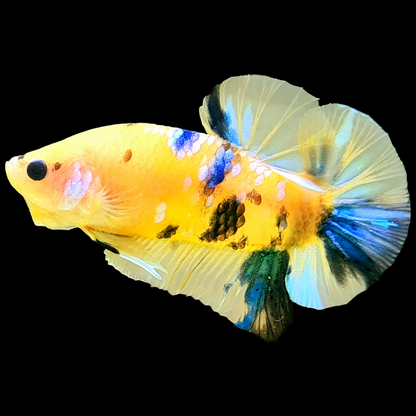 Koi Yellow Galaxy Male Plakat Betta Fish | Mid Grade | Mystery Betta