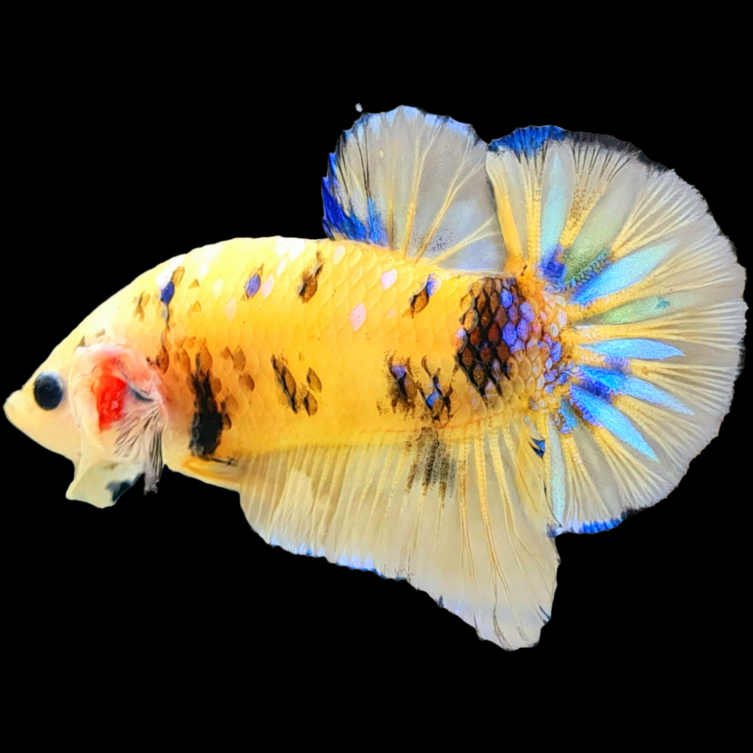 Koi Yellow Galaxy Male Plakat Betta Fish | Mid Grade | Mystery Betta