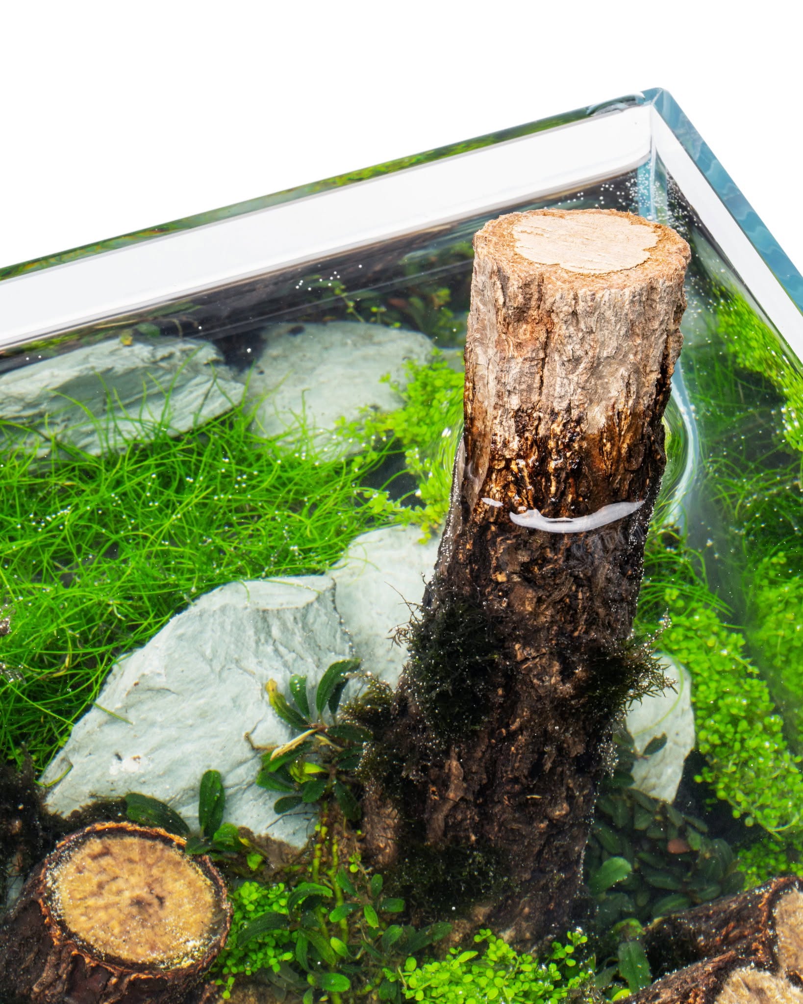 Log Wood | Easy Position Aquascape Wood