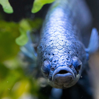 Royal Blue Dumbo Halfmoon Male Betta Fish