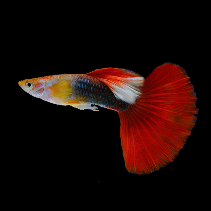 Half Black Red Rose Guppy Fish