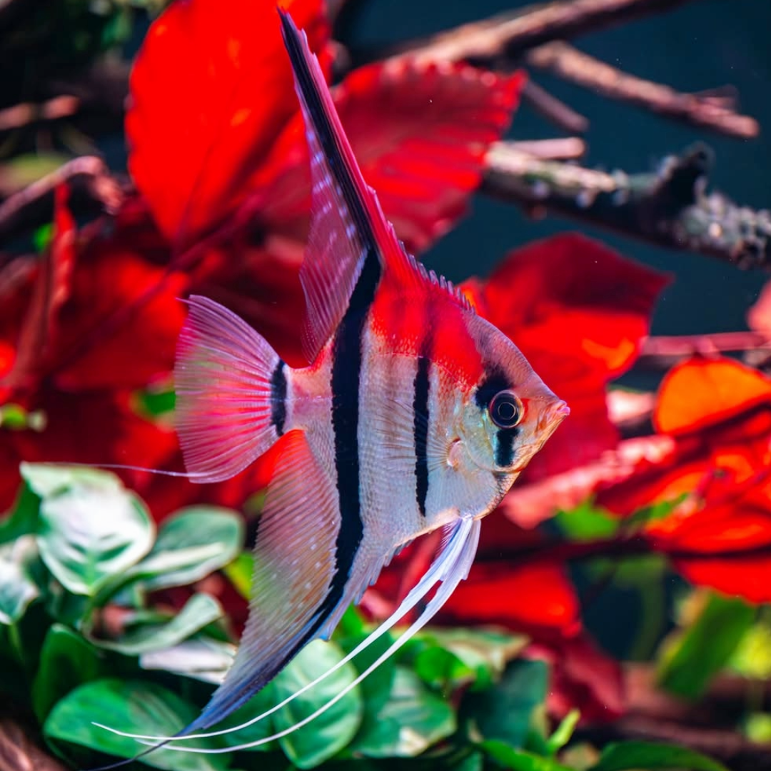Manacapuru Angelfish | Tropicflow