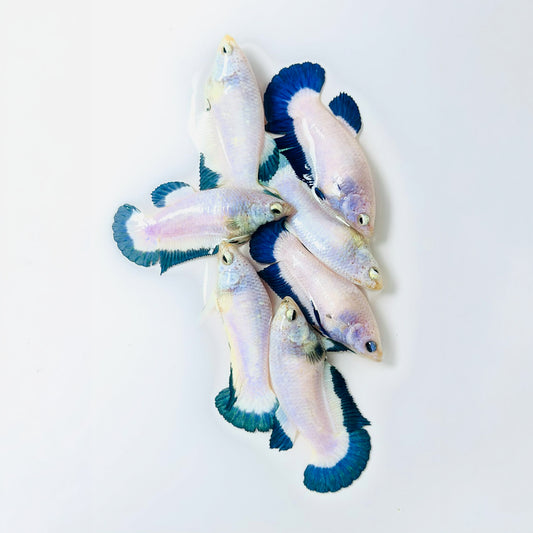 Marble Rim Plakat Female Betta Fish