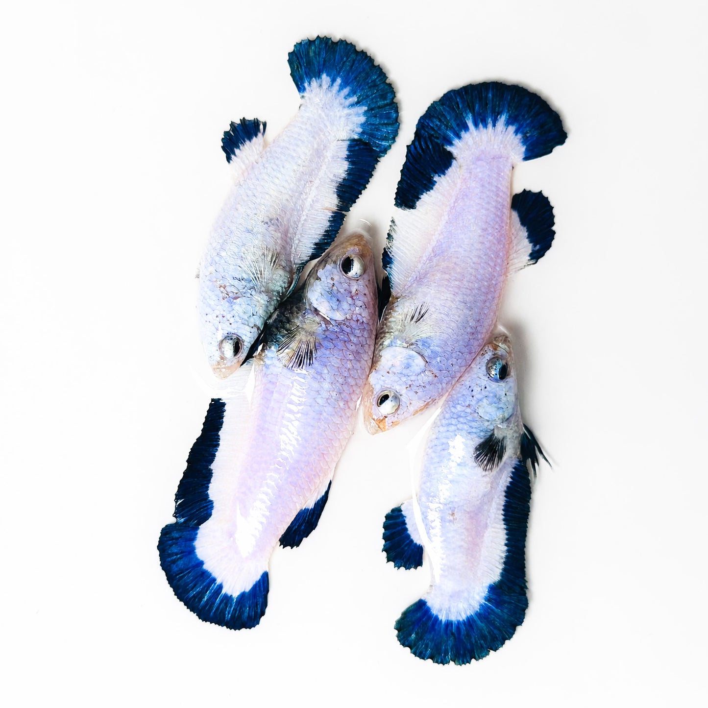 Marble Rim Plakat Female Betta Fish
