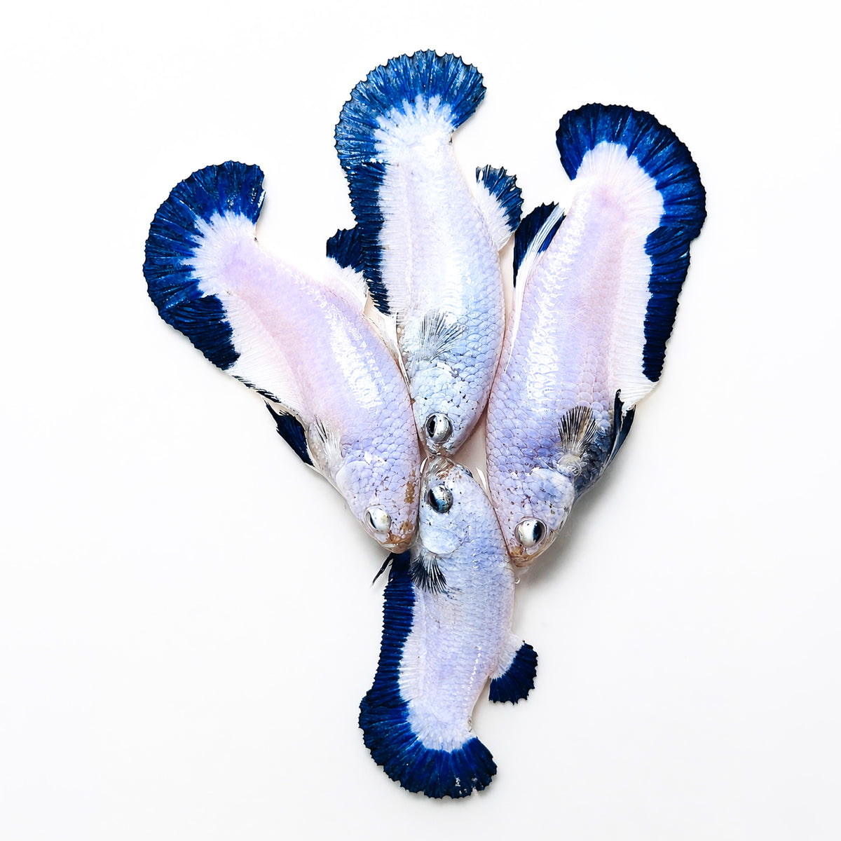 Marble Rim Plakat Female Betta Fish