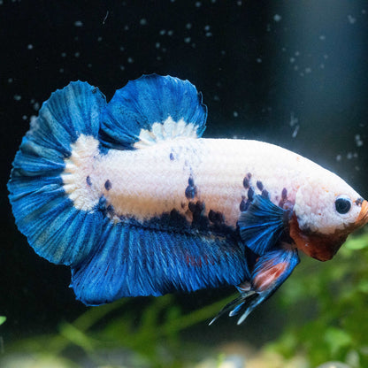 Marble Rim Plakat Male Betta Fish