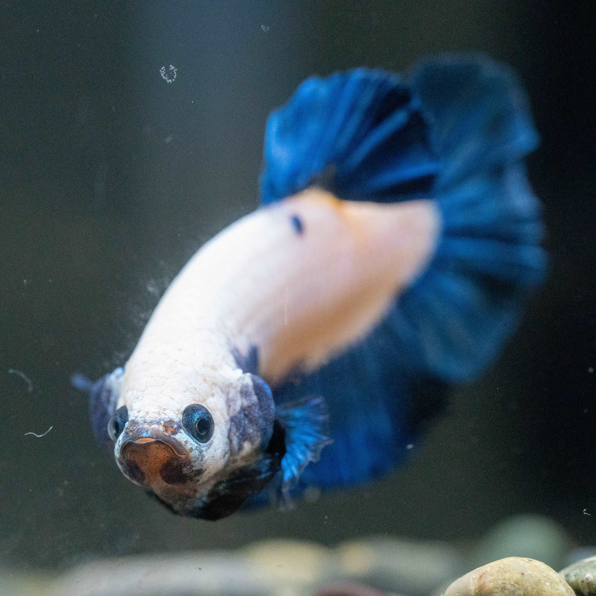 Marble Rim Plakat Male Betta Fish