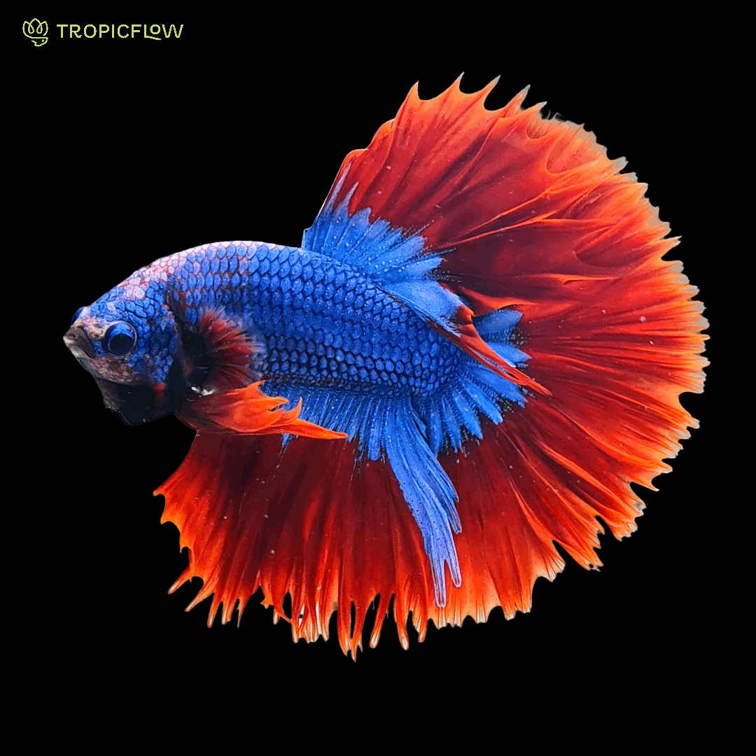 Mascot Halfmoon Male Betta Fish