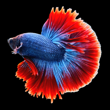 Mascot Halfmoon Male Betta Fish