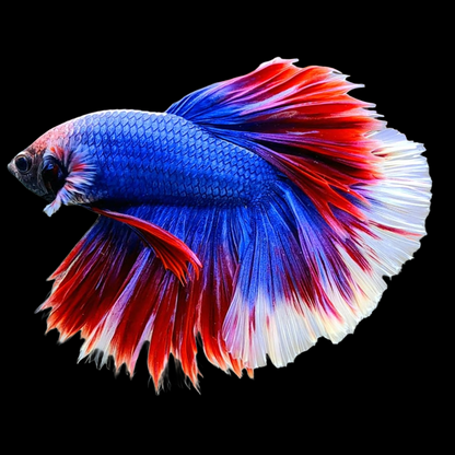 Mascot Halfmoon Male Betta Fish