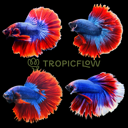 Mascot Halfmoon Male Betta Fish