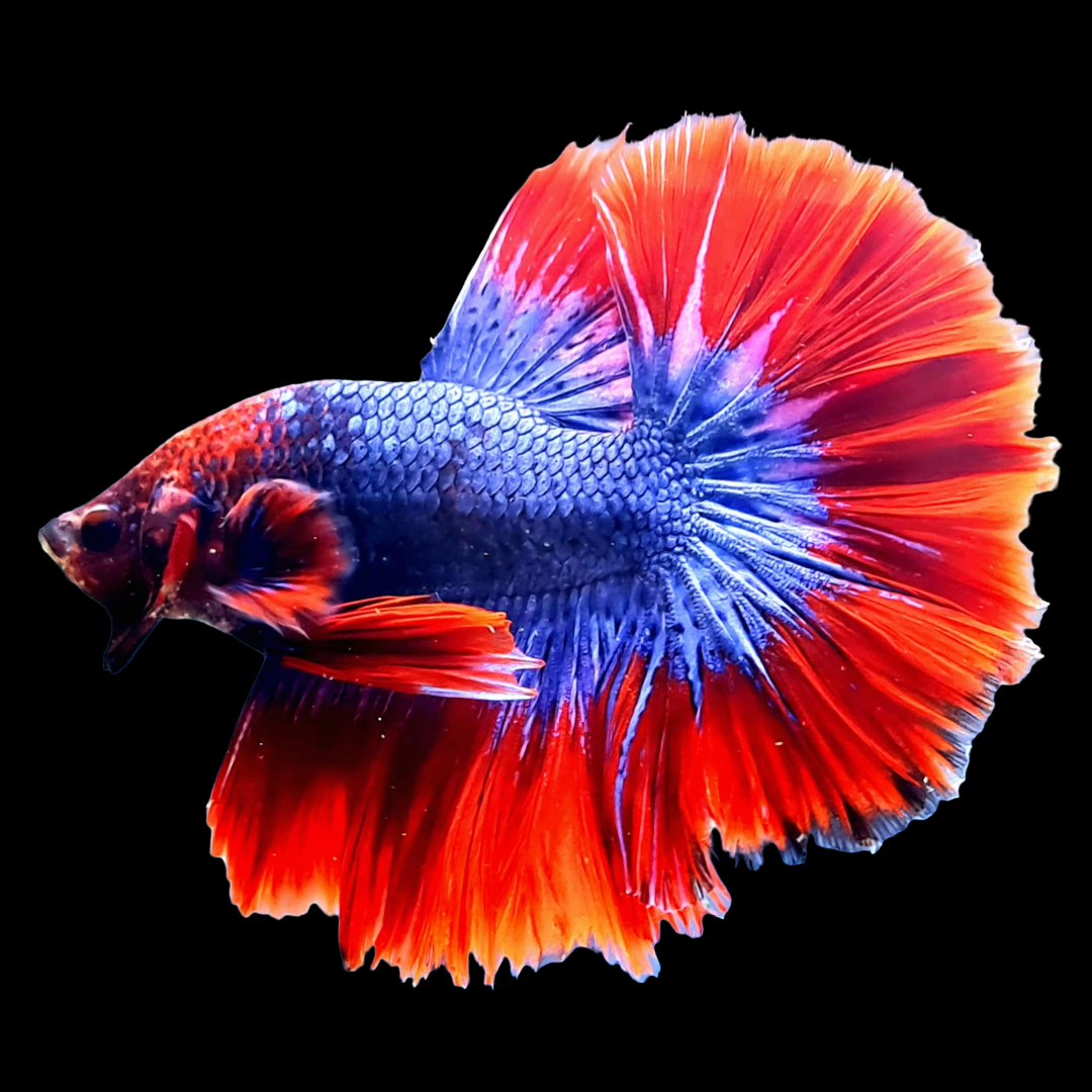 Mascot Halfmoon Male Betta Fish