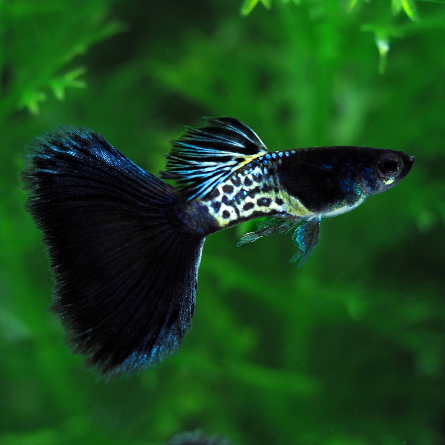 Metal Black Tail Guppy Fish