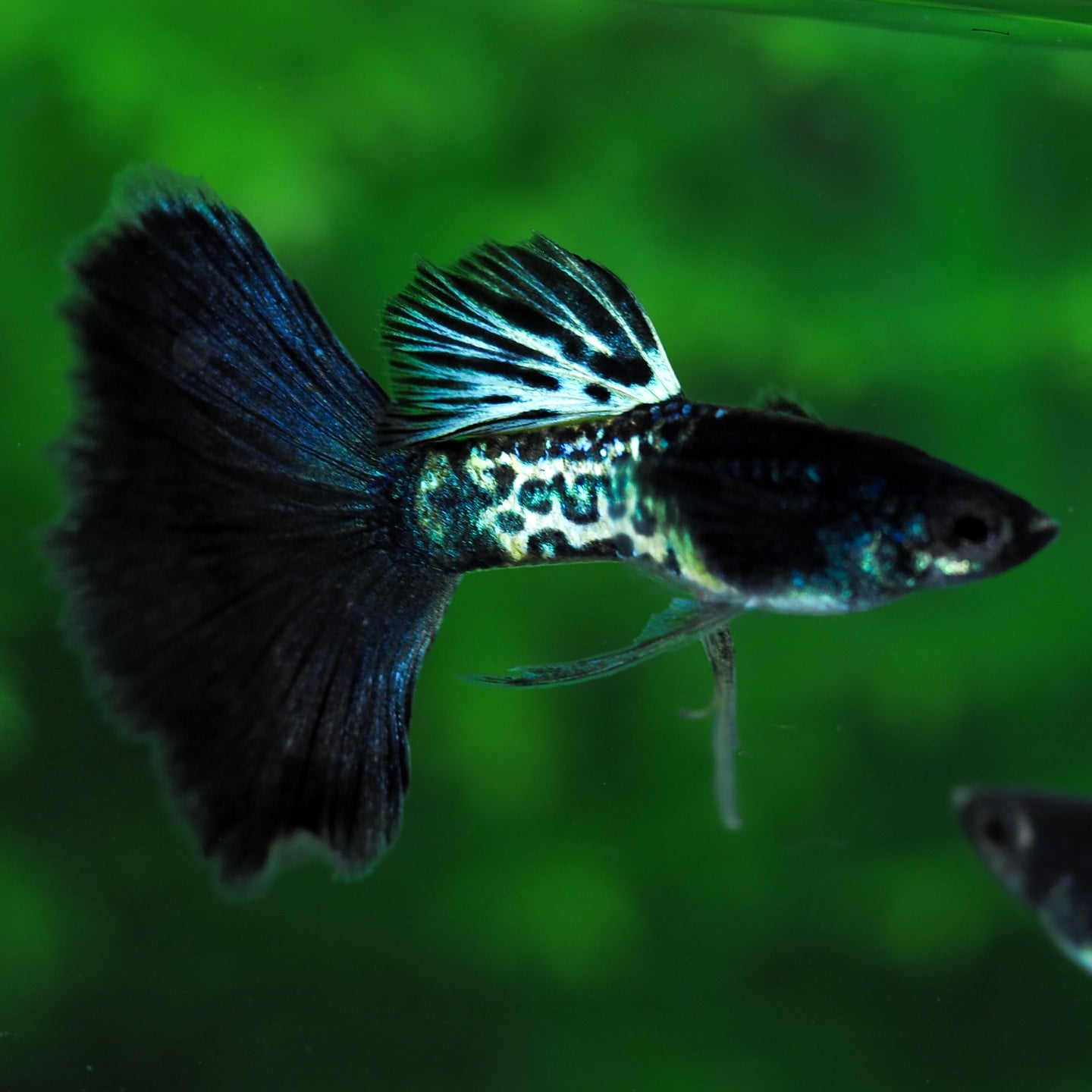 Metal Black Tail Guppy Fish