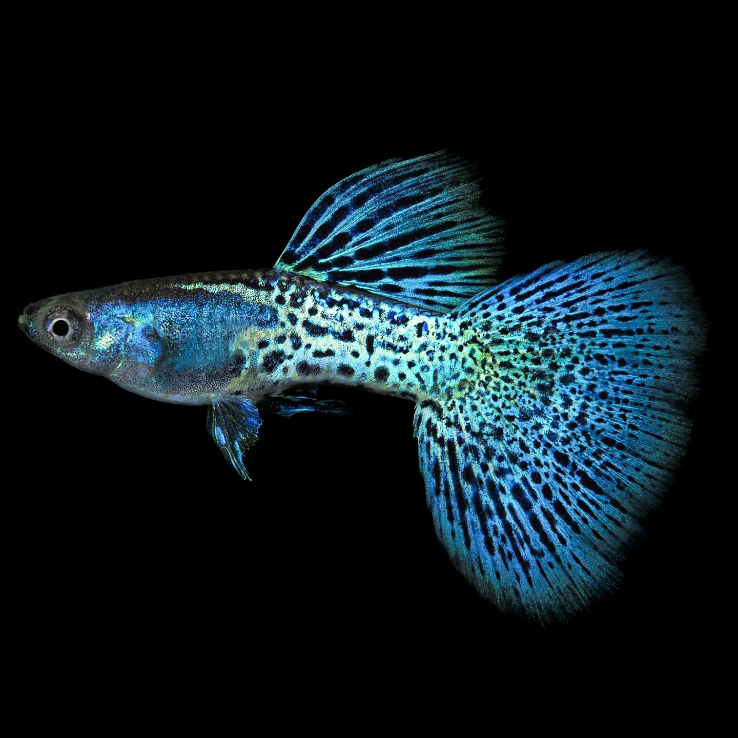 Metal Blue Grass Guppy Fish