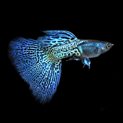 Metal Blue Grass Guppy Fish