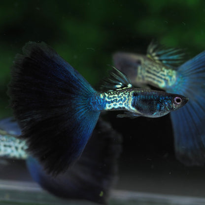 Metail Blue Tail Guppy Fish