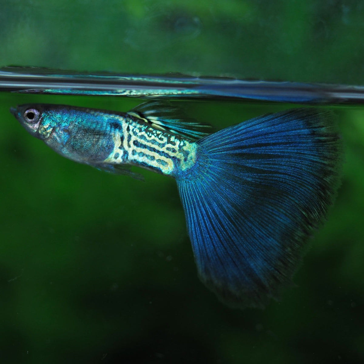 Metail Blue Tail Guppy Fish