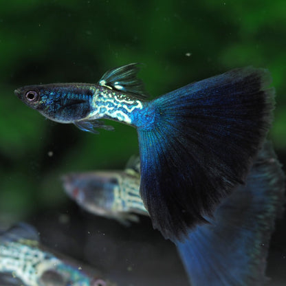 Metail Blue Tail Guppy Fish