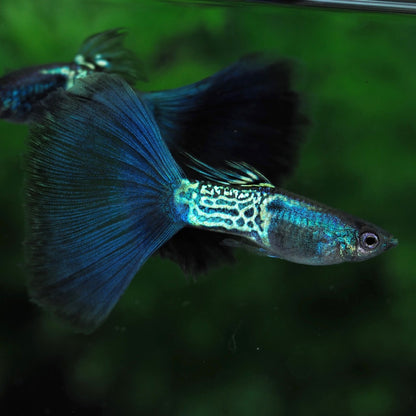 Metail Blue Tail Guppy Fish