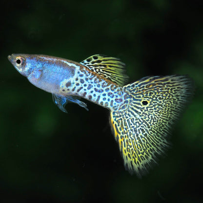 Metal Yellow Lace Guppy Fish