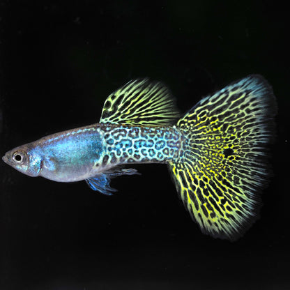 Metal Yellow Lace Guppy Fish