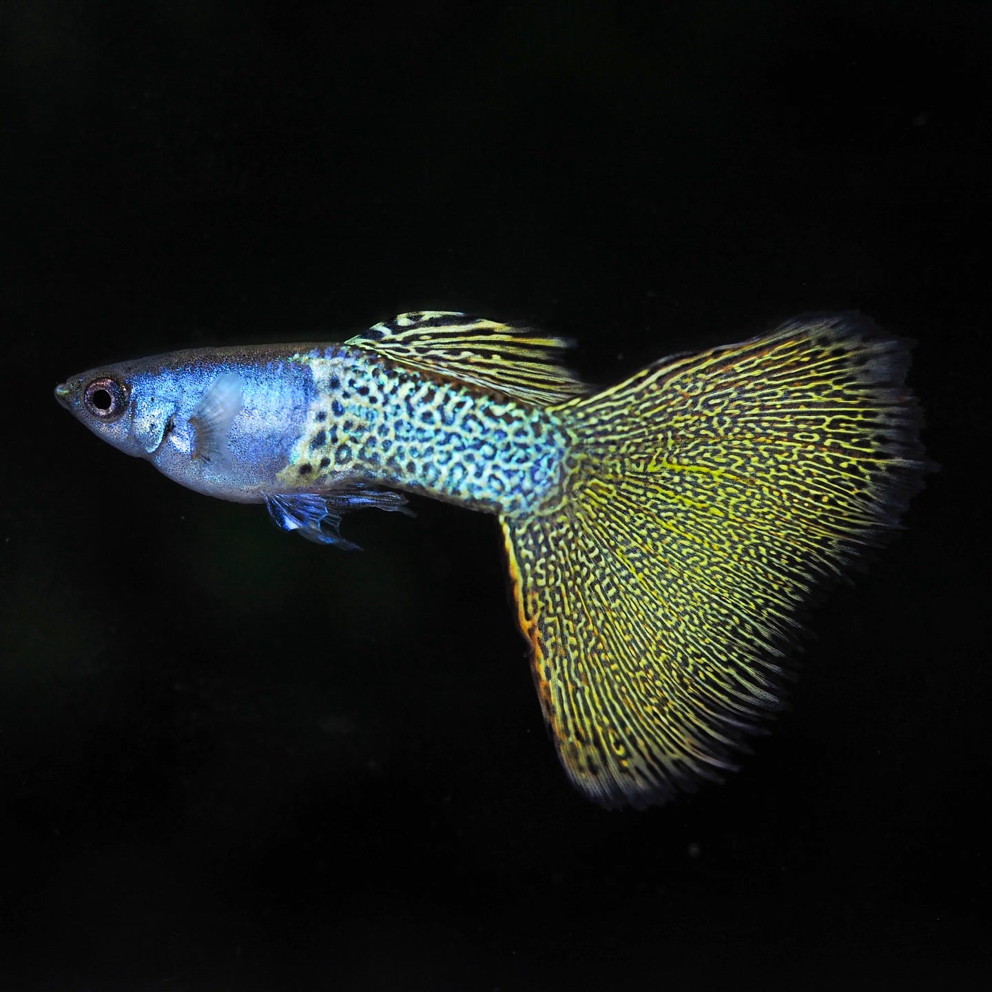 Metal Yellow Lace Guppy Fish